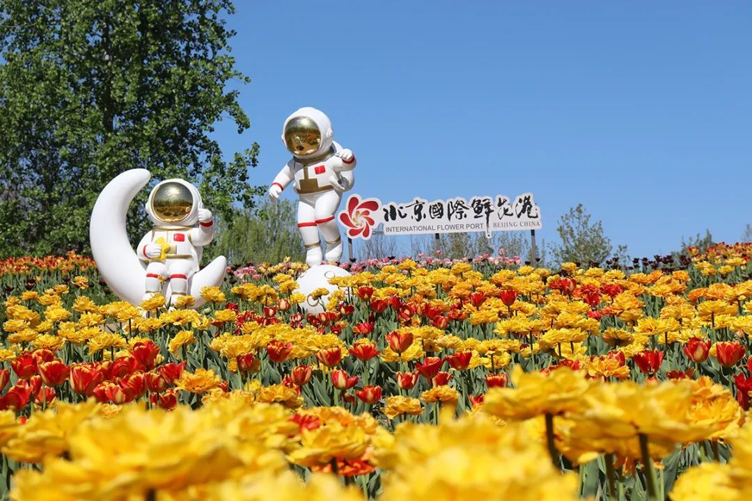 4月4日开幕！2024北京郁金香文化节北京国际鲜花港展区等您来~（文末有福利）
