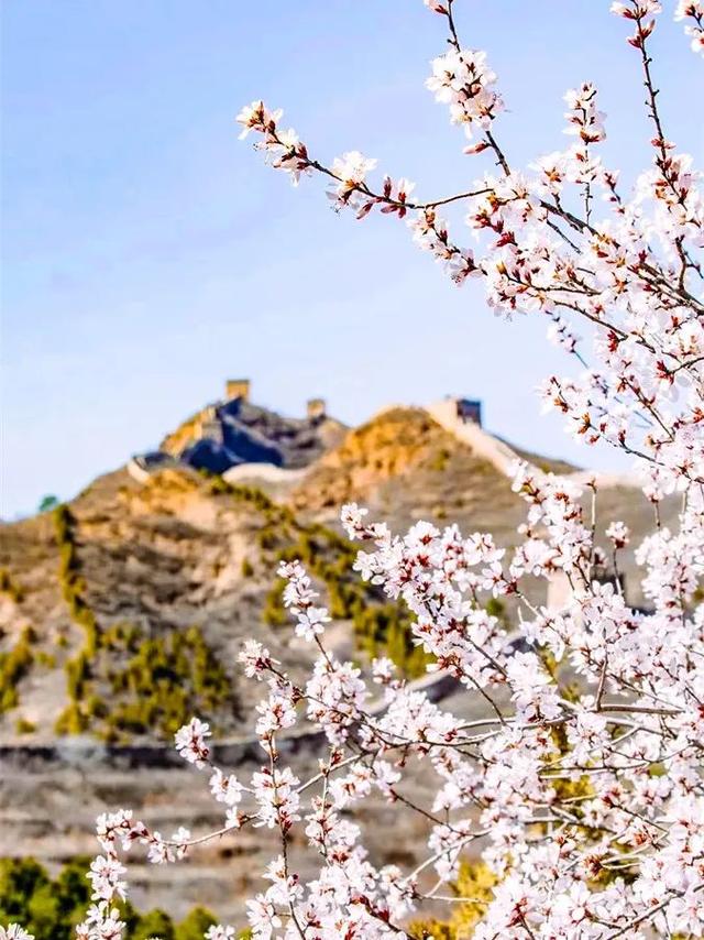 上春山赏春花 | 又到山花烂漫时，假期去一趟山里吧