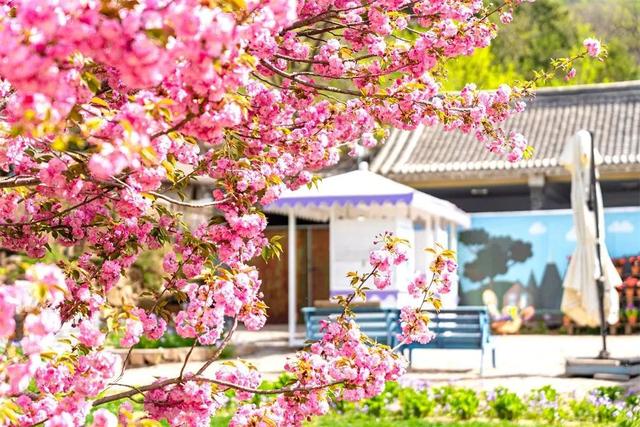 上春山赏春花 | 又到山花烂漫时，假期去一趟山里吧