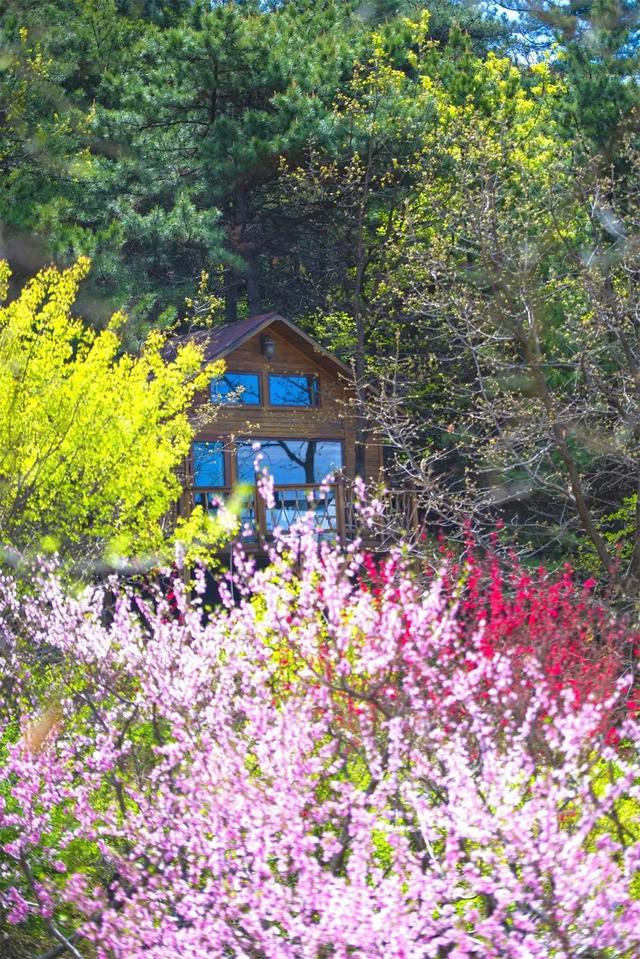 上春山赏春花 | 又到山花烂漫时，假期去一趟山里吧