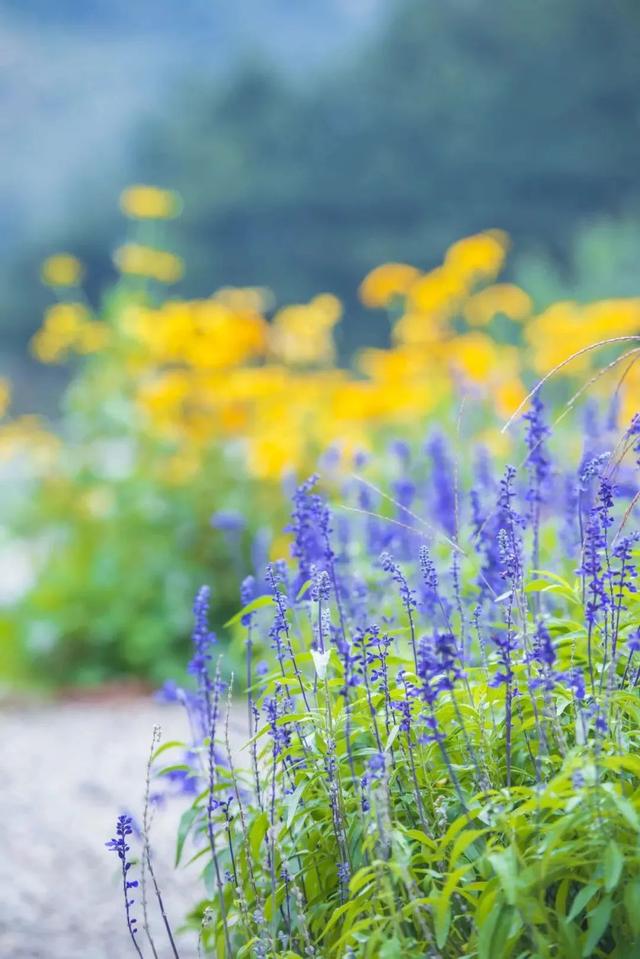上春山赏春花 | 又到山花烂漫时，假期去一趟山里吧