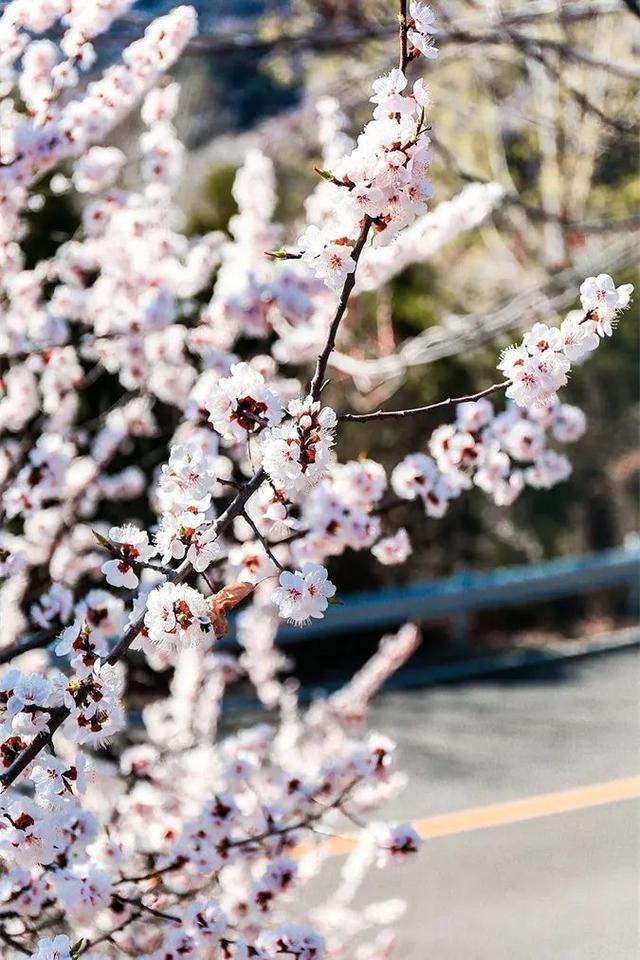 上春山赏春花 | 又到山花烂漫时，假期去一趟山里吧