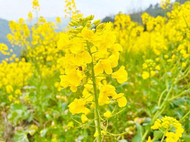 春日到来，预防花粉过敏和防虫咬小贴士来了