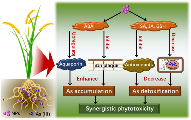 本科生发一区论文！揭秘“纳米塑料”与水稻“砷”残留机制！
