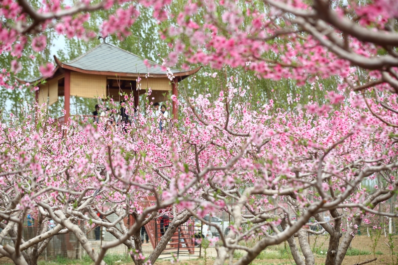 万亩桃林飘香天津宝坻口东镇八台港第七届桃花节启动