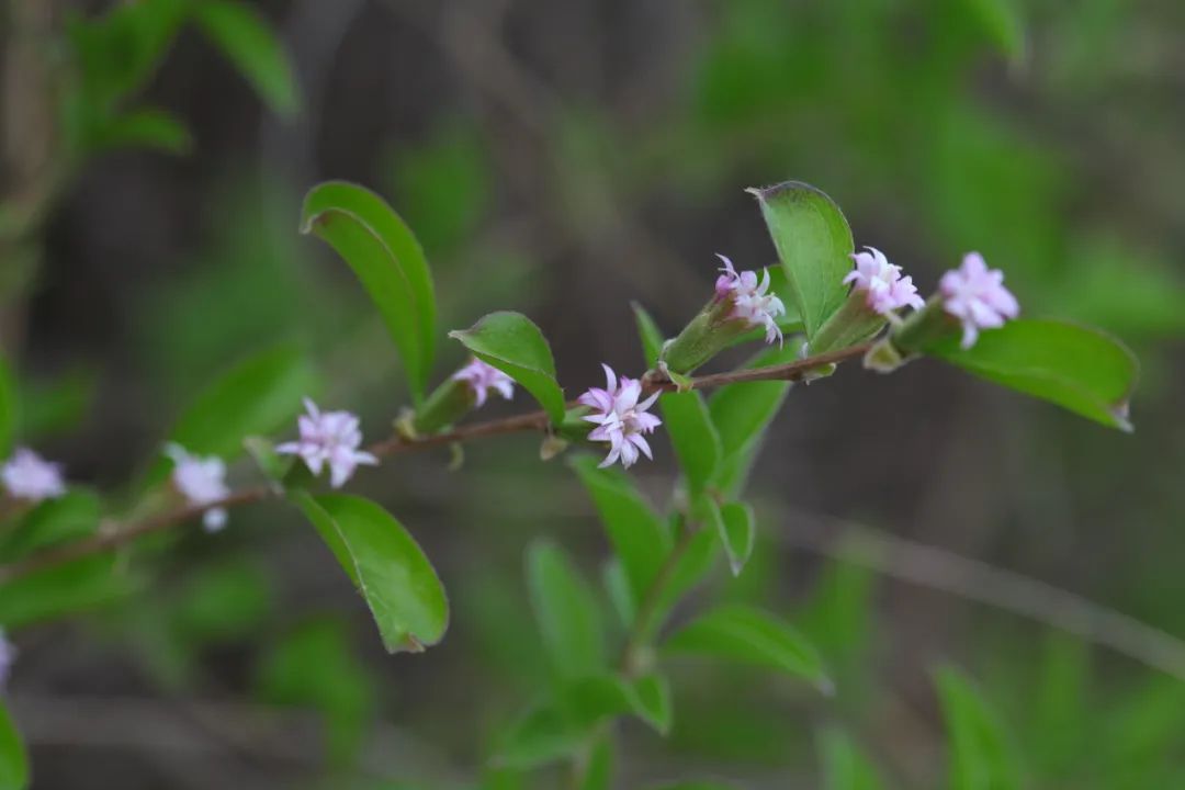 香山云科普丨山花烂漫正当时之蚂蚱腿子