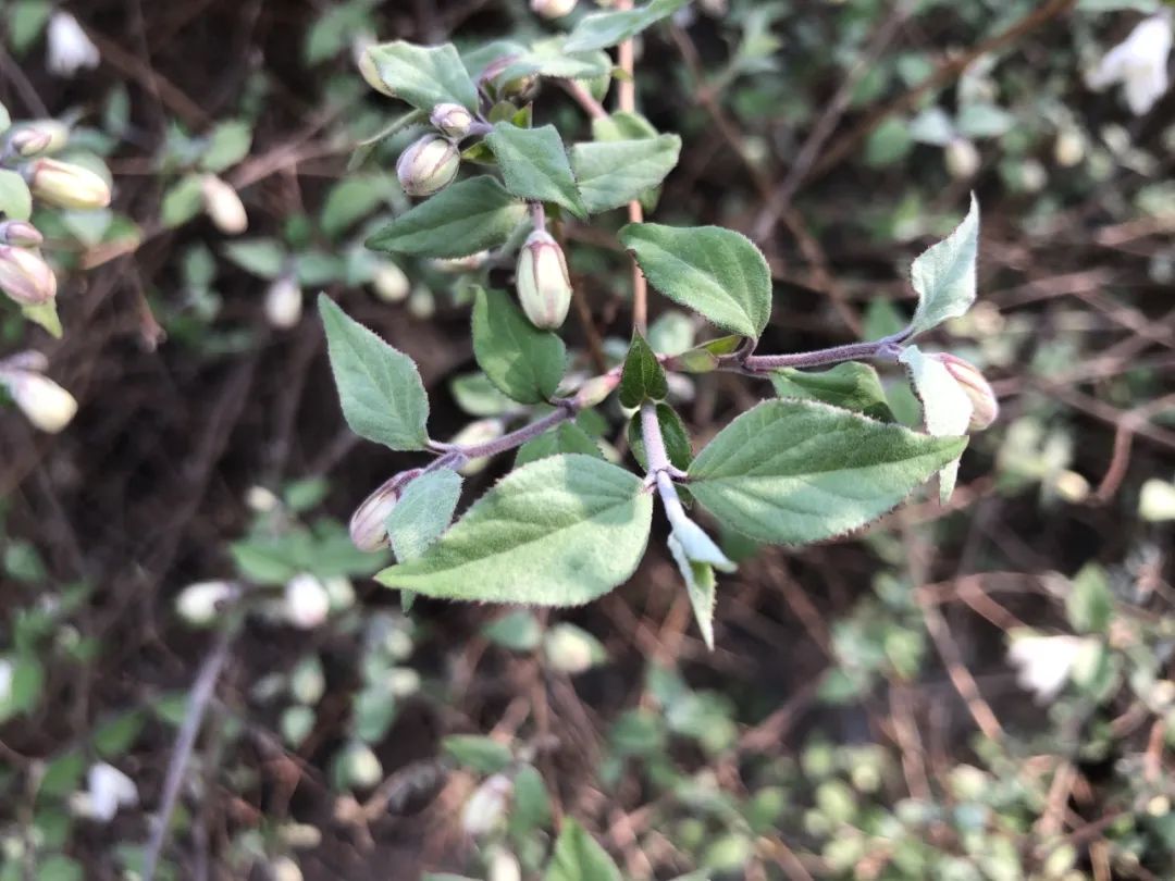 大花溲疏花期图片