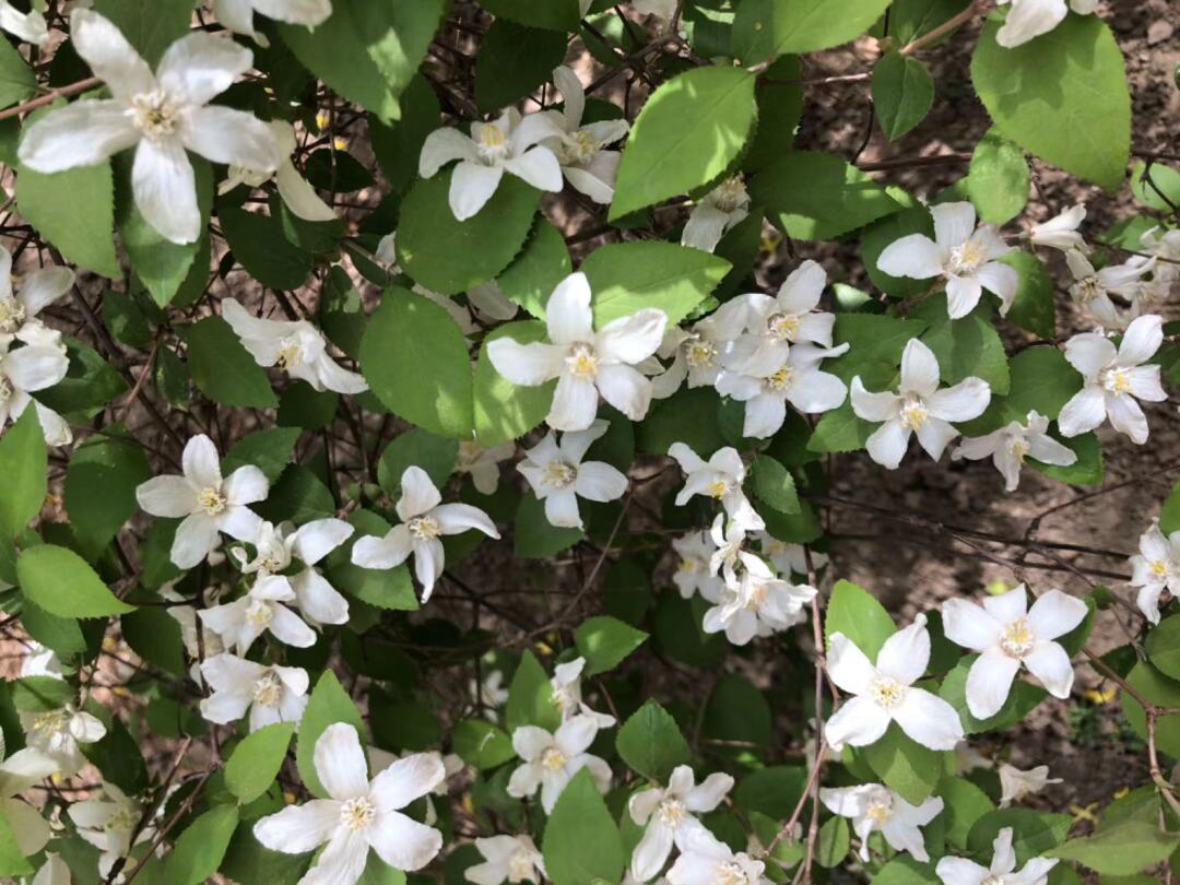 大花溲疏花期图片