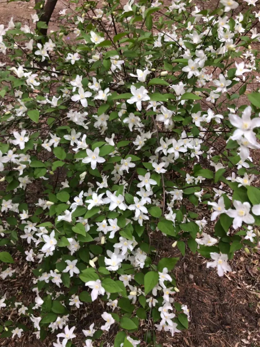 大花溲疏花期图片