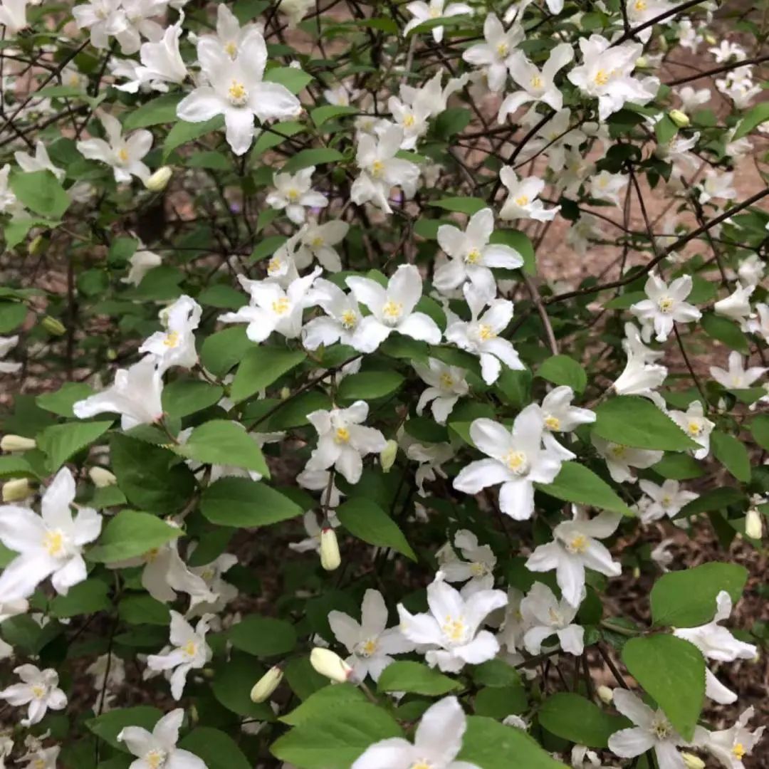 大花溲疏花期图片