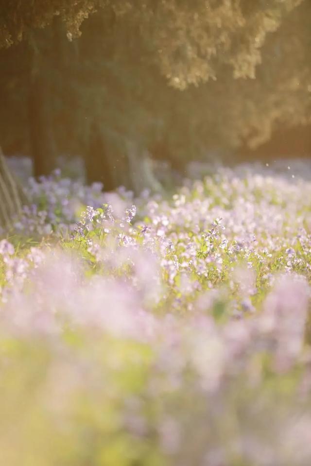 春日梦幻“紫色花毯”，就在这些公园——