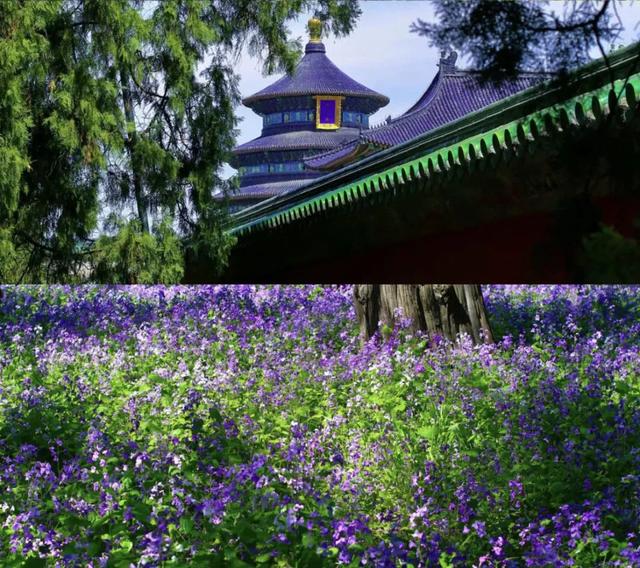 春日梦幻“紫色花毯”，就在这些公园——