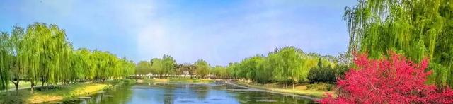 春日梦幻“紫色花毯”，就在这些公园——