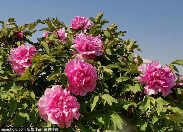 春日梦幻“紫色花毯”，就在这些公园——