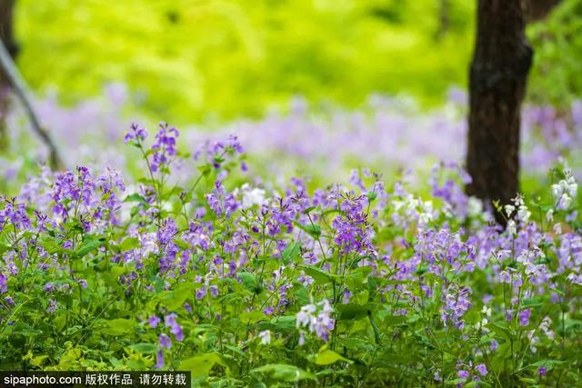 春日梦幻“紫色花毯”，就在这些公园——
