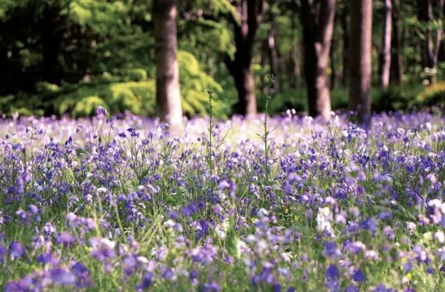 春日梦幻“紫色花毯”，就在这些公园——