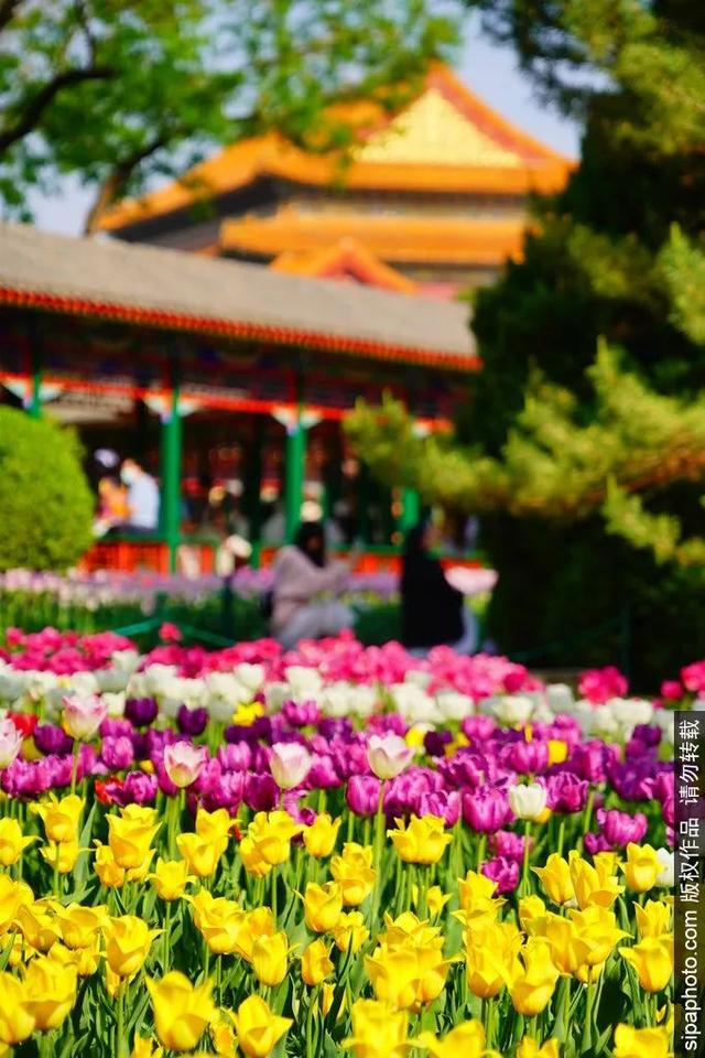 在北京遇见“莫奈花园”，美似油画！
