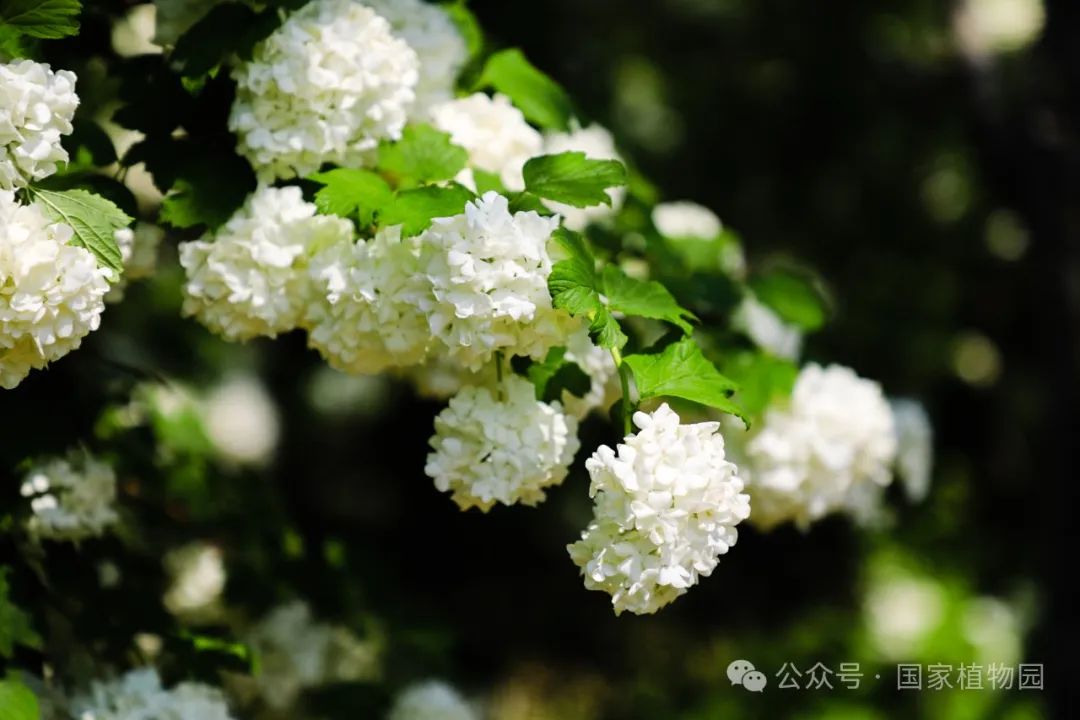 暮春醉五月,别样春花莫错过