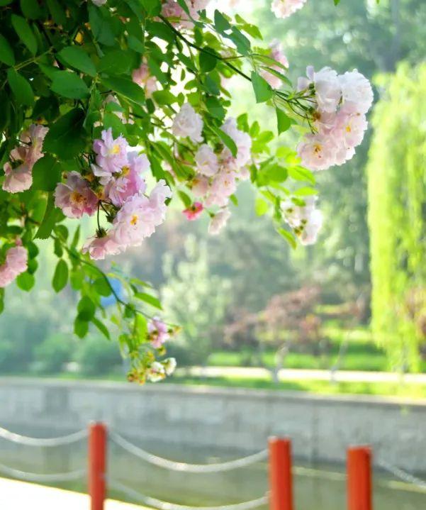 “五月顶流”蔷薇花已达颜值巅峰！千米花墙“一头扎进浪漫”