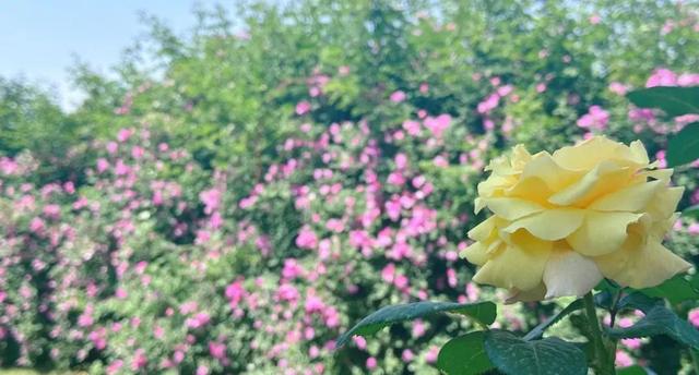 “五月顶流”蔷薇花已达颜值巅峰！千米花墙“一头扎进浪漫”