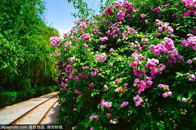“五月顶流”蔷薇花已达颜值巅峰！千米花墙“一头扎进浪漫”