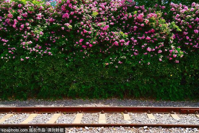 “五月顶流”蔷薇花已达颜值巅峰！千米花墙“一头扎进浪漫”