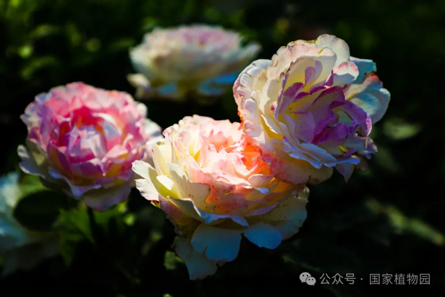 人间绝美！在北京遇见初夏花海仙境