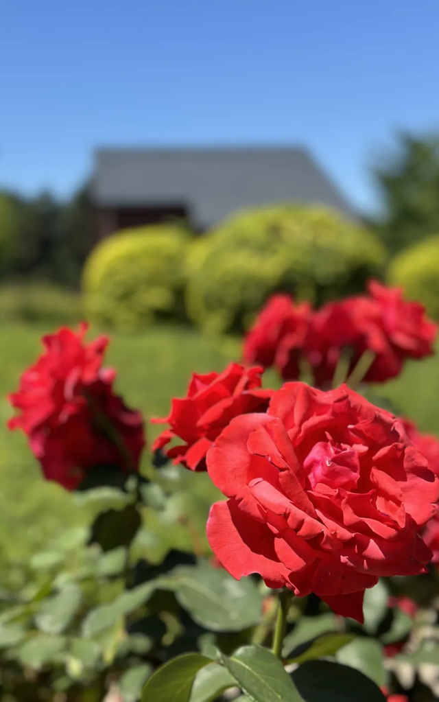 人间绝美！在北京遇见初夏花海仙境