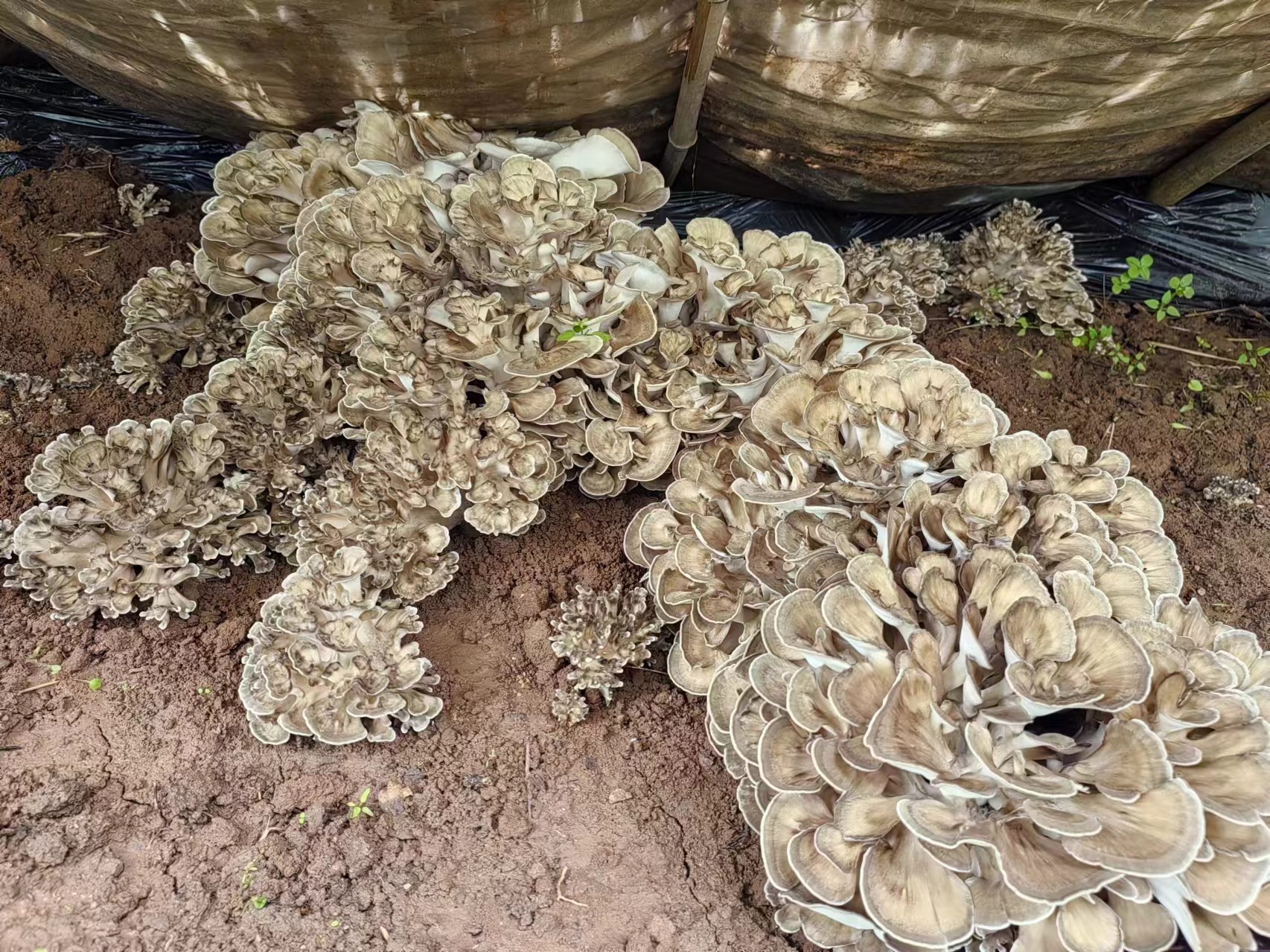 延寿镇头茬栗蘑迎来丰收季