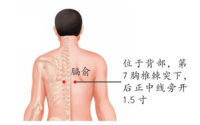 【汤医科普】常用三伏贴敷贴穴位详解
