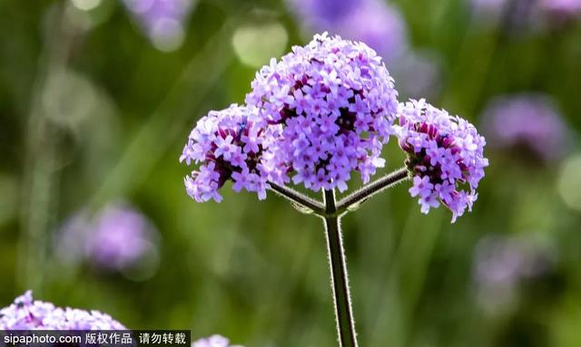 花开成海！邂逅京城初秋的浪漫 | 周末去哪