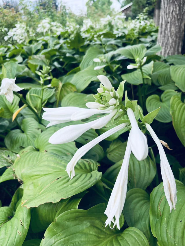 花开成海！邂逅京城初秋的浪漫 | 周末去哪