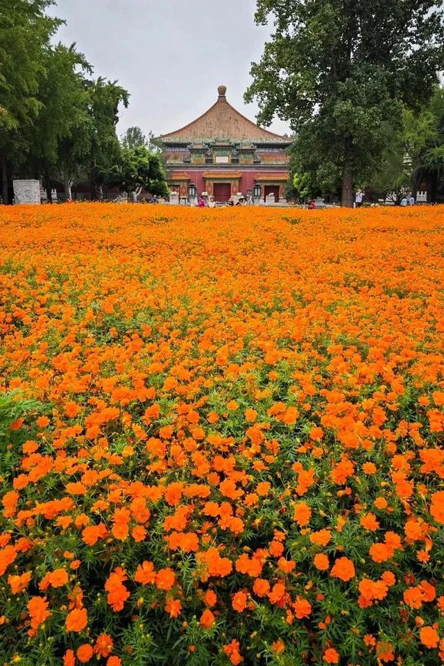 惊艳！北京又一波秋日花海来袭，有的还免费！