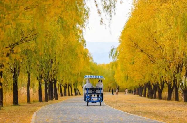 首届！金秋芦苇节来了，延庆旅游攻略｜嗨玩国庆
