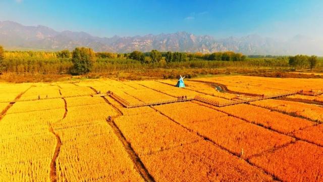 首届！金秋芦苇节来了，延庆旅游攻略｜嗨玩国庆