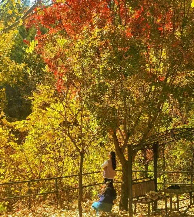 首届！金秋芦苇节来了，延庆旅游攻略｜嗨玩国庆