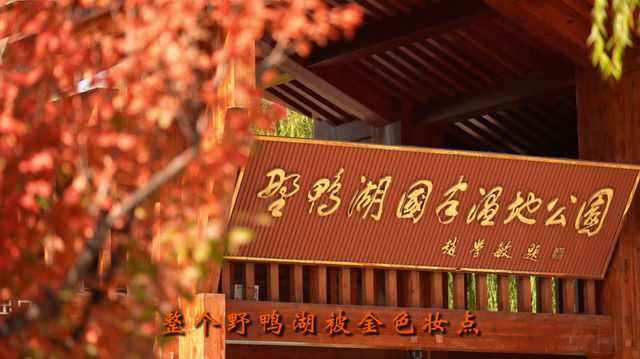 首届！金秋芦苇节来了，延庆旅游攻略｜嗨玩国庆