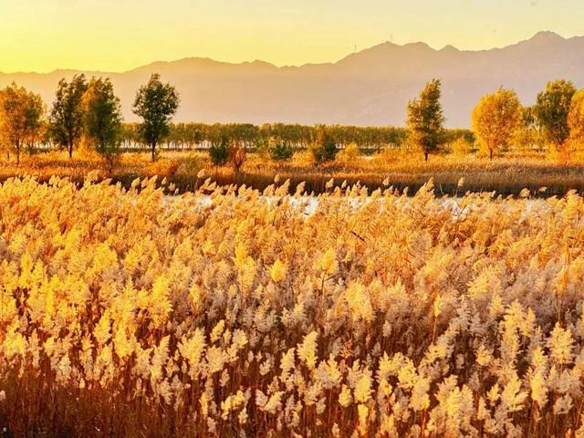 首届！金秋芦苇节来了，延庆旅游攻略｜嗨玩国庆