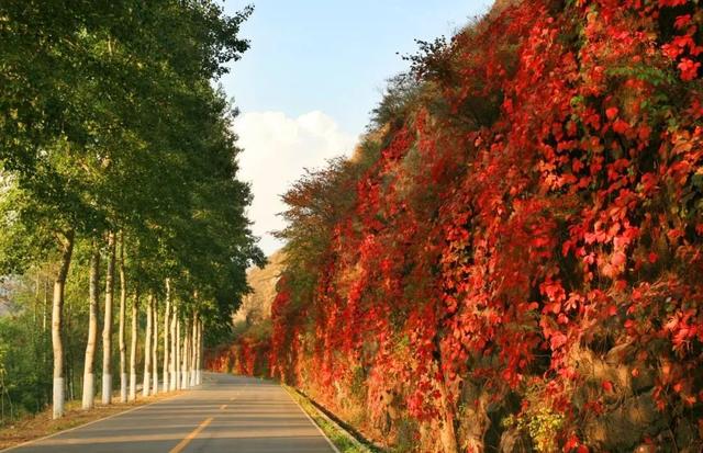 首届！金秋芦苇节来了，延庆旅游攻略｜嗨玩国庆