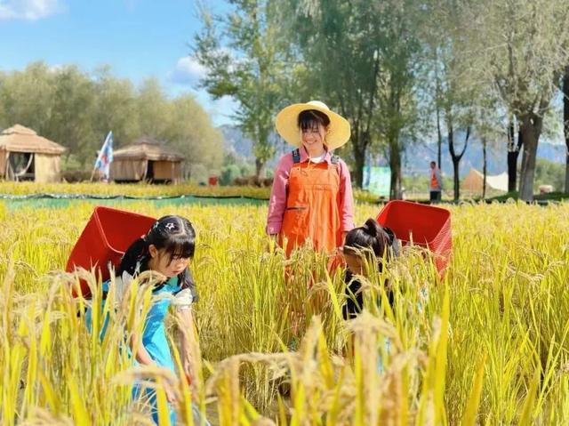 首届！金秋芦苇节来了，延庆旅游攻略｜嗨玩国庆
