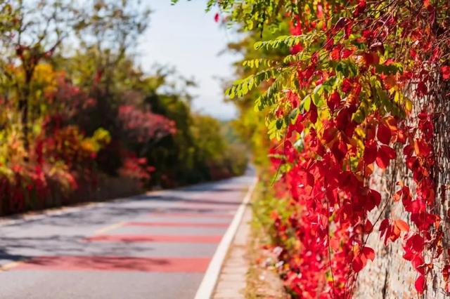 美翻！黄亦玫驰骋的京郊公路又迎“高光”时刻——