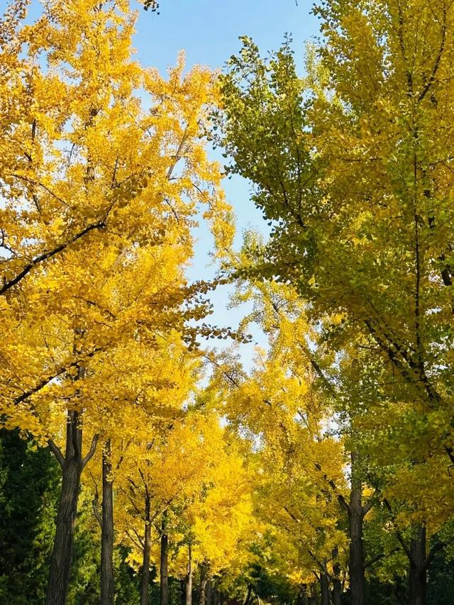 流金溢彩！北京公园绝美银杏“上线”——