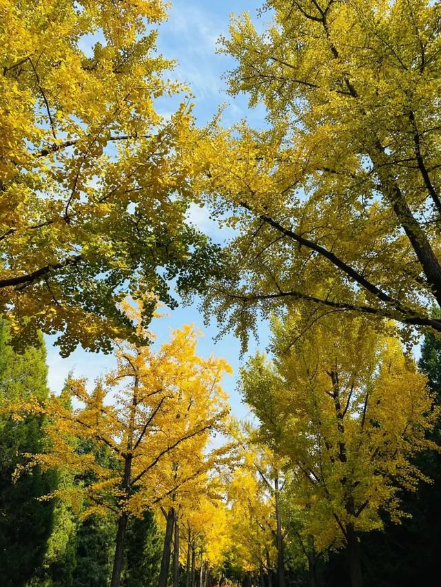 流金溢彩！北京公园绝美银杏“上线”——