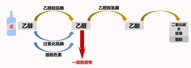 【汤医新技术】乙醛脱氢酶ALDH2基因检测：揭秘饮酒反应与药物疗效