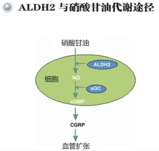 【汤医新技术】乙醛脱氢酶ALDH2基因检测：揭秘饮酒反应与药物疗效