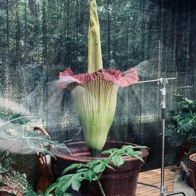 罕见！“铁树”开花！北京治愈系“植物王国”，入眼即风景——