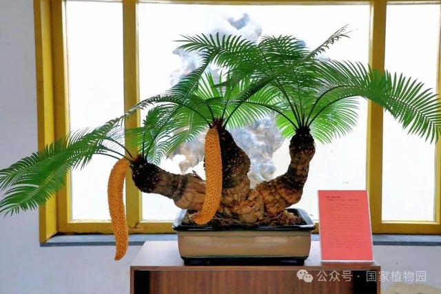 罕见！“铁树”开花！北京治愈系“植物王国”，入眼即风景——