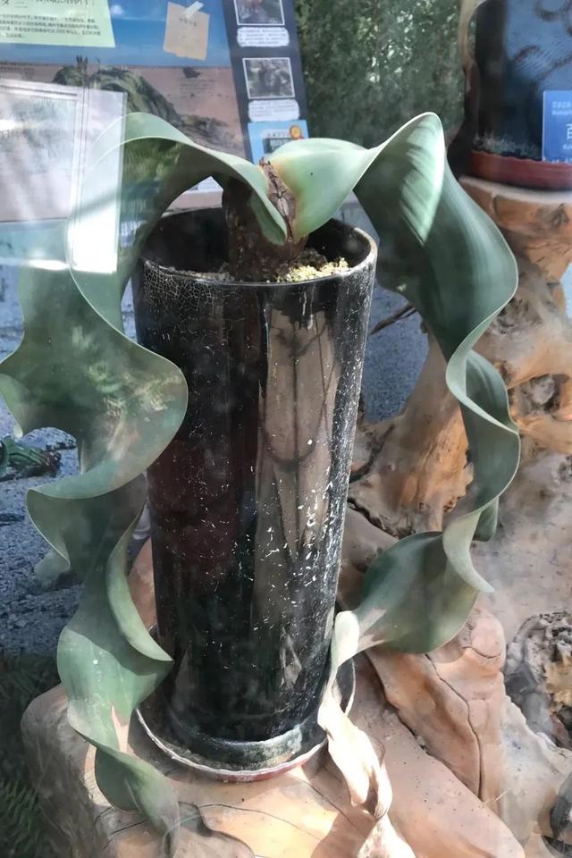 罕见！“铁树”开花！北京治愈系“植物王国”，入眼即风景——