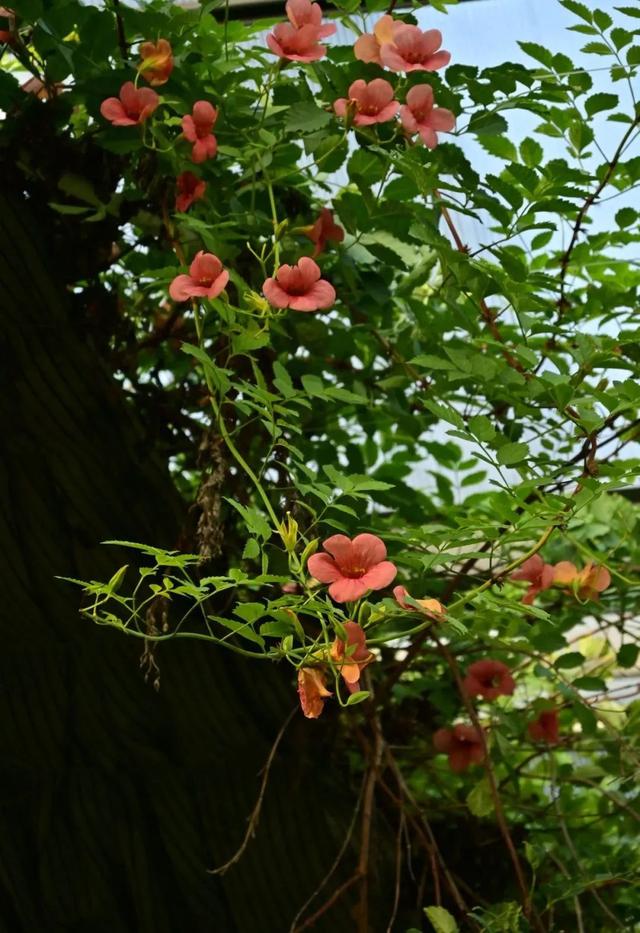 罕见！“铁树”开花！北京治愈系“植物王国”，入眼即风景——