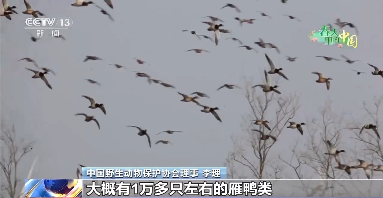 春季迁徙高峰期拉开序幕,官厅水库迎2万余只候鸟
